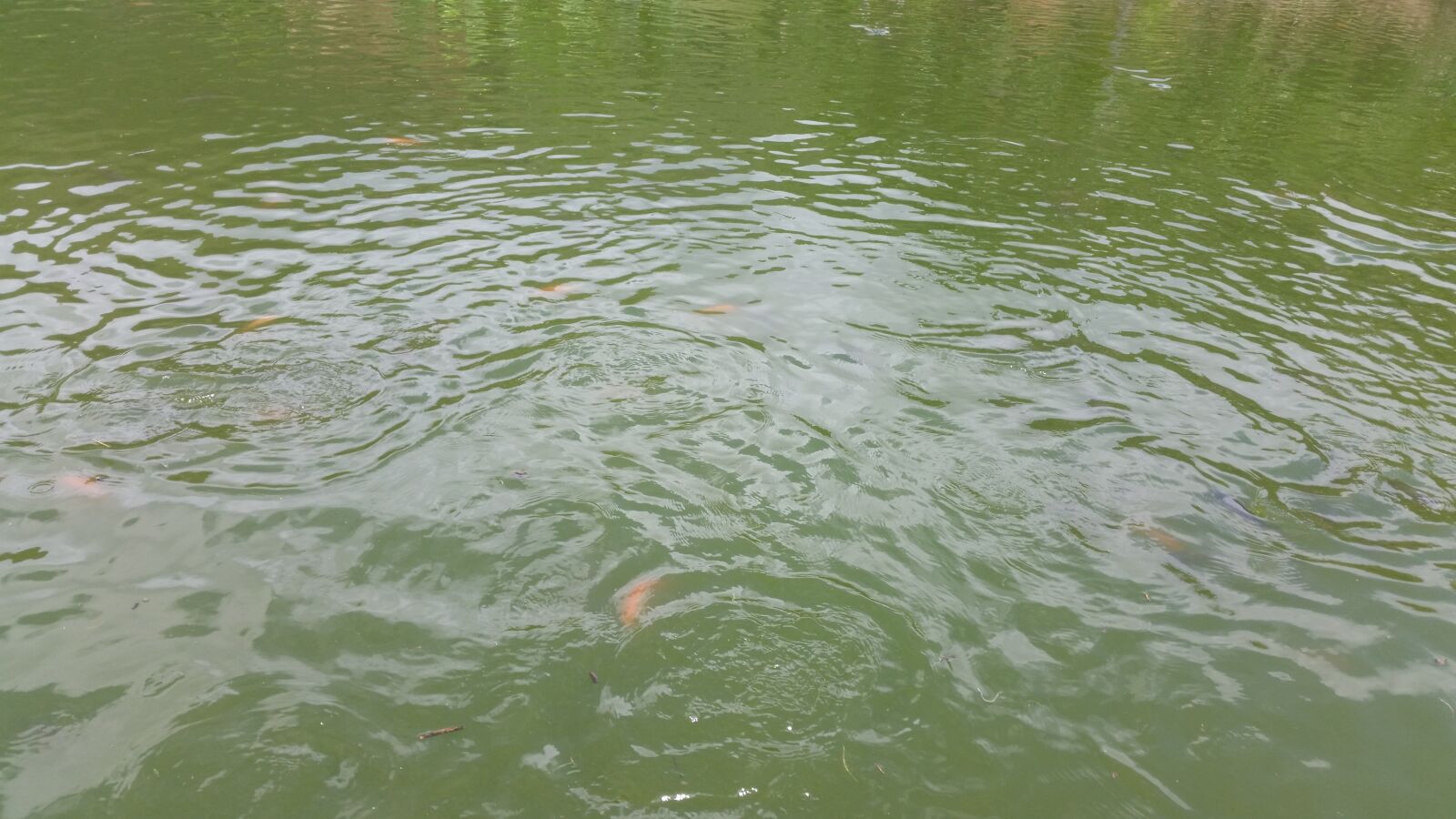 Samsung Galaxy S5 sample photo. Lago, peces, agua photography