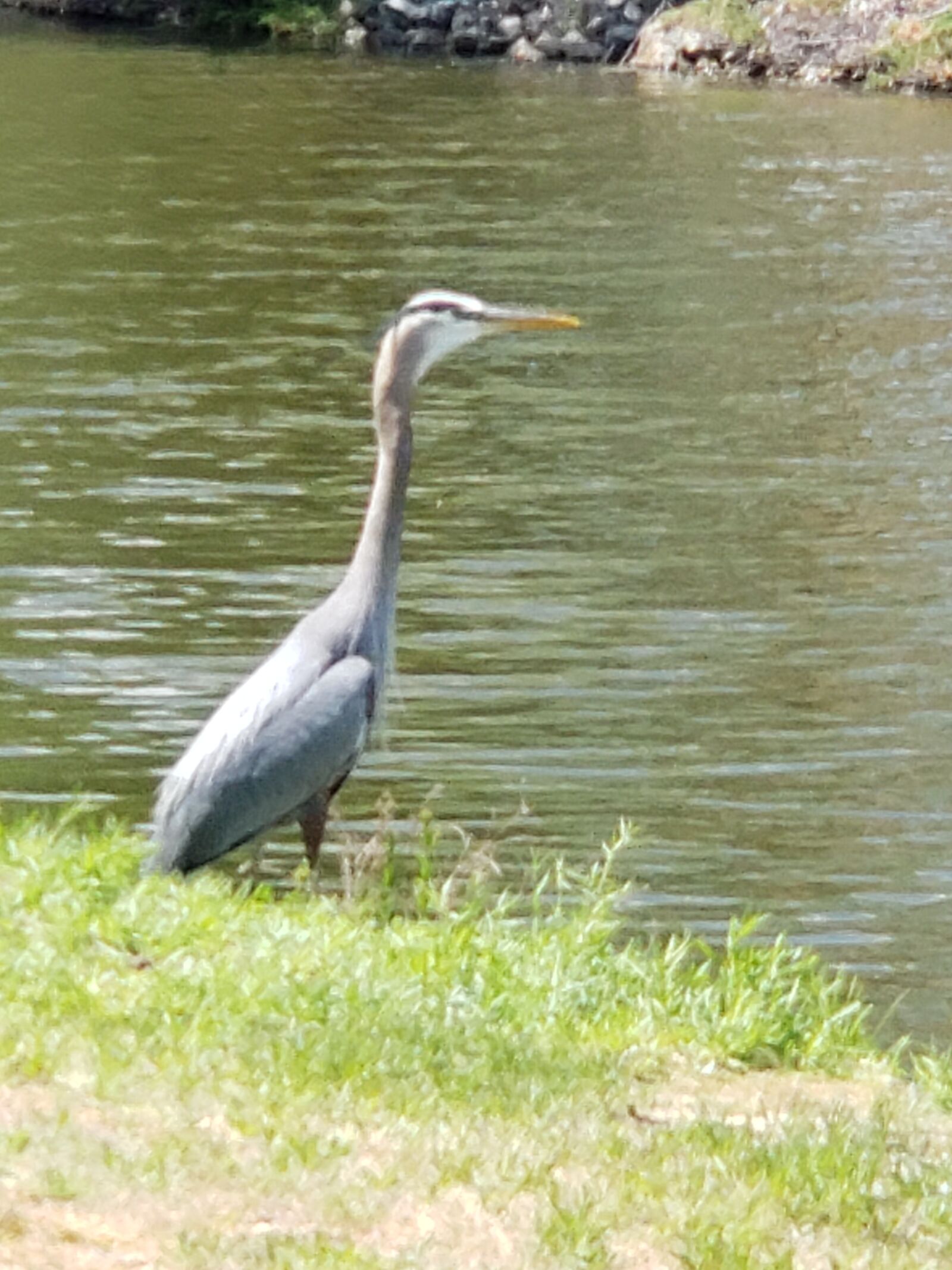Samsung Galaxy Note9 sample photo. Bird, nature, wildlife photography