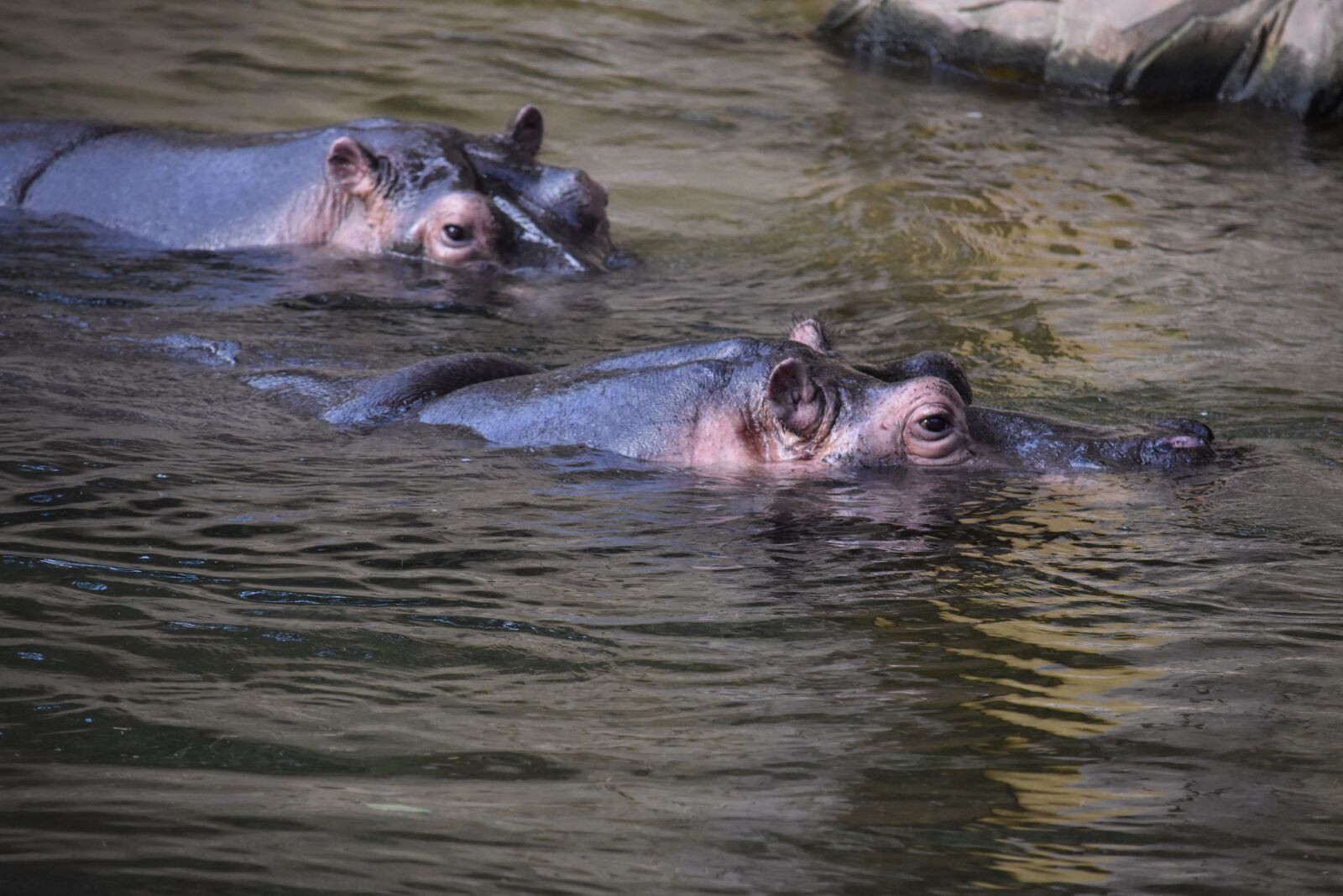 Nikon D7200 sample photo. Hippopotamus, hippo, mammal photography