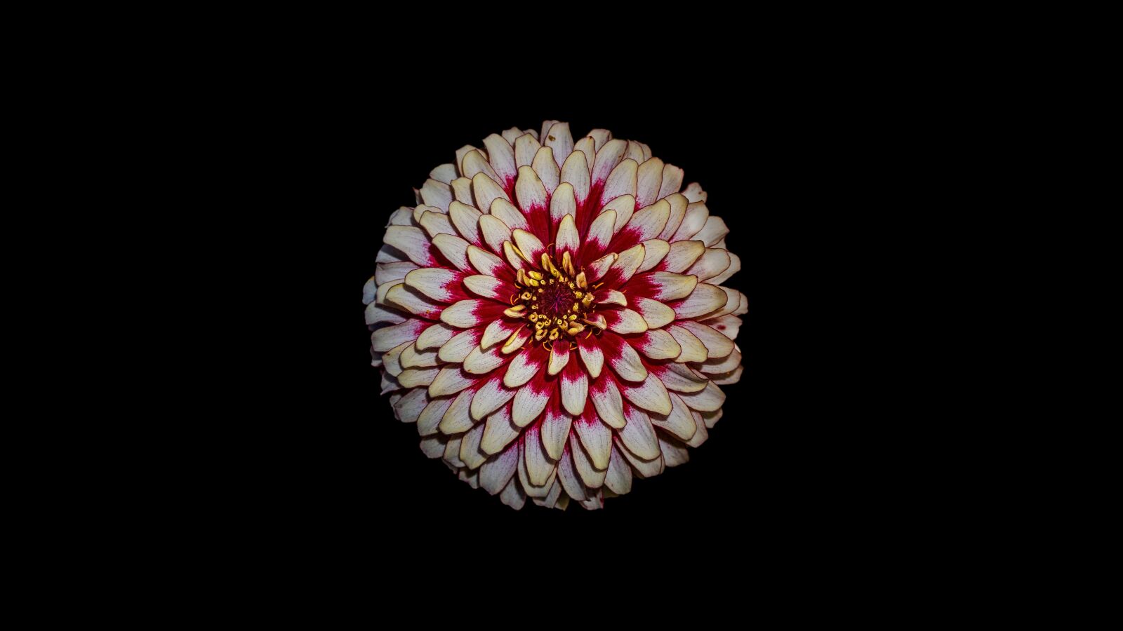 Sony a6300 + Sigma 30mm F2.8 EX DN sample photo. Blossom, bloom, flower photography