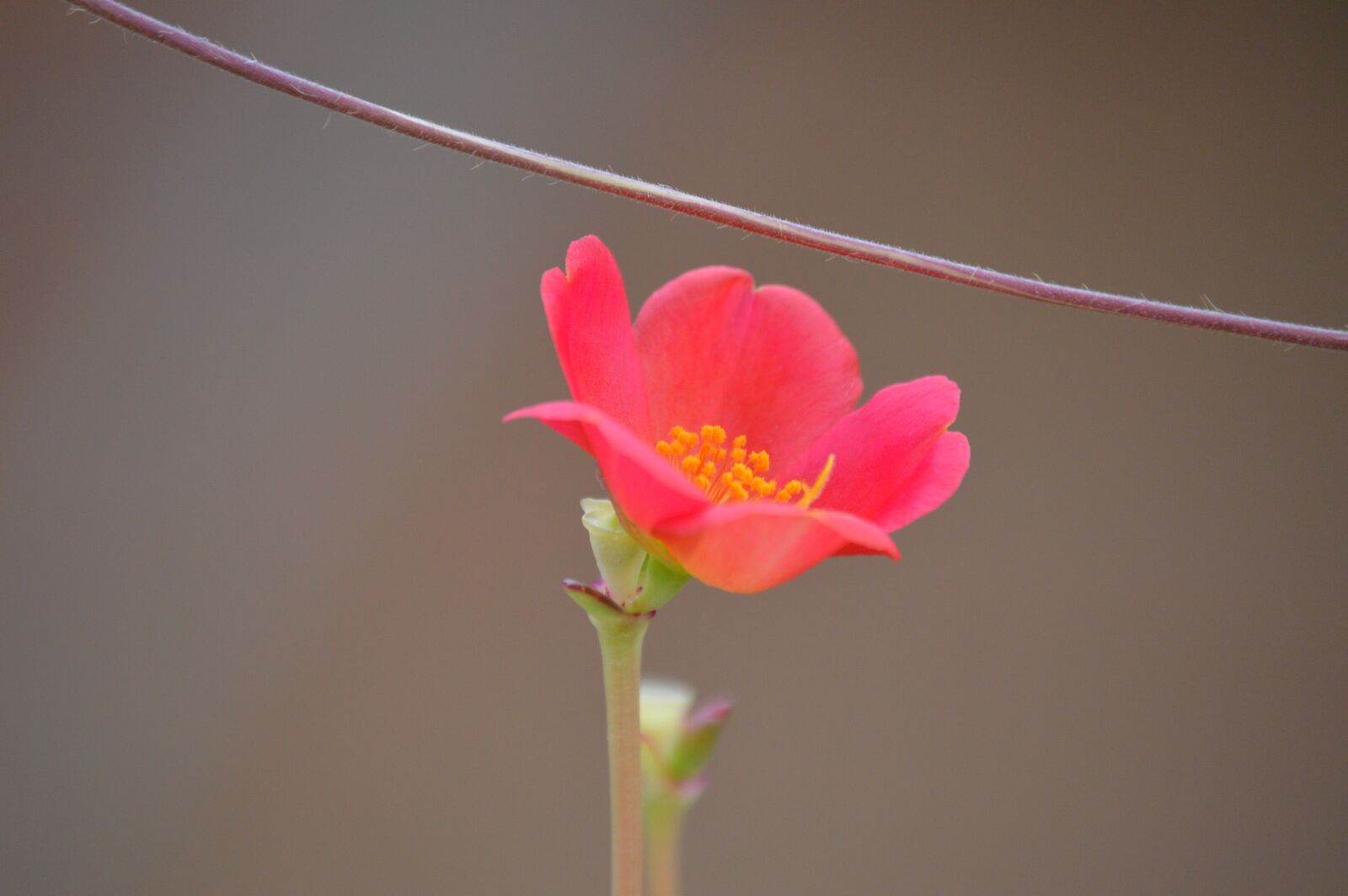 Nikon D3200 sample photo. Succulent, pink, flower photography