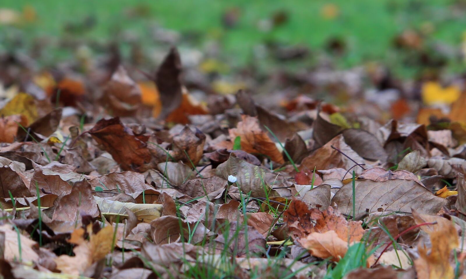 Canon EF-S 55-250mm F4-5.6 IS STM sample photo. Autumn, flower, season photography