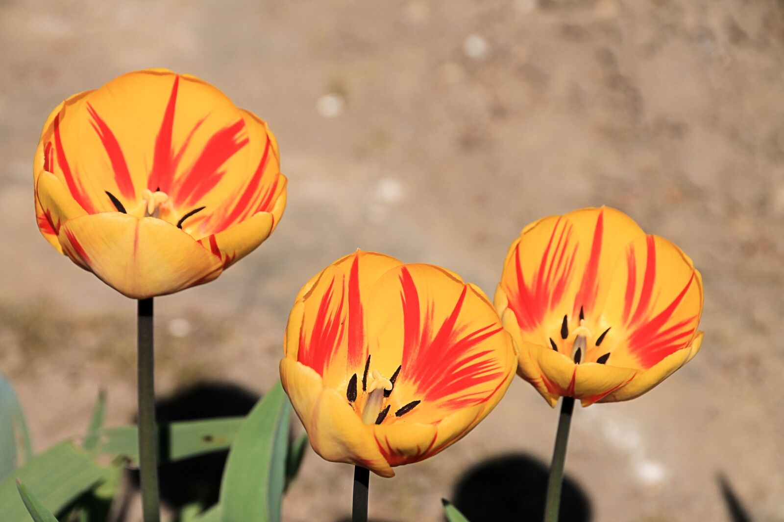 Canon EOS 1100D (EOS Rebel T3 / EOS Kiss X50) sample photo. Tulips, spring, flamed photography
