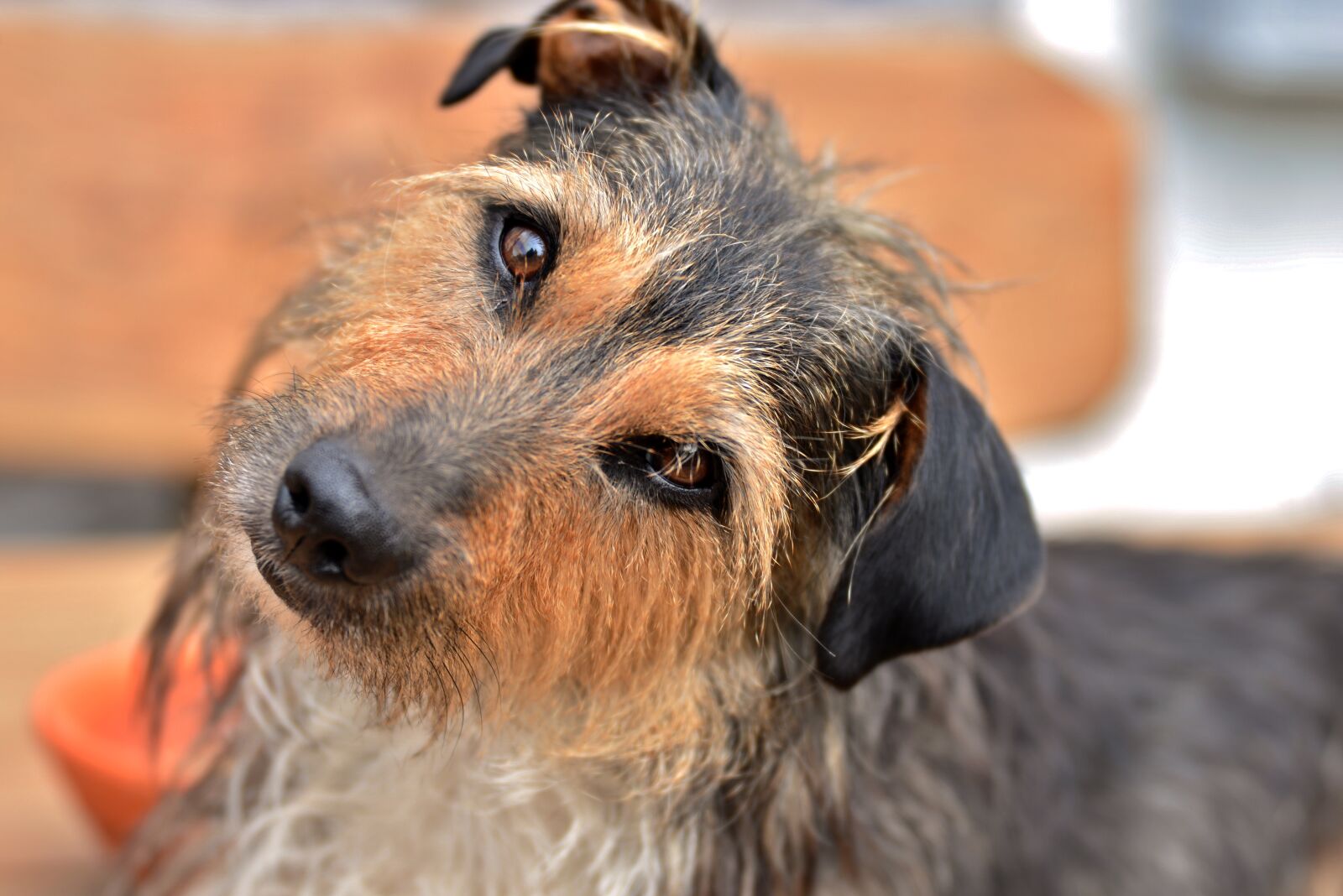 Nikon D600 sample photo. Dog, doggy, to luis photography