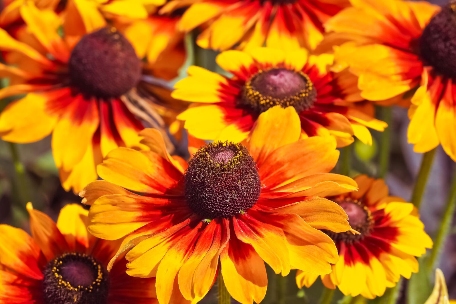 Olympus OM-D E-M10 sample photo. Flowers, coneflower, blossom photography