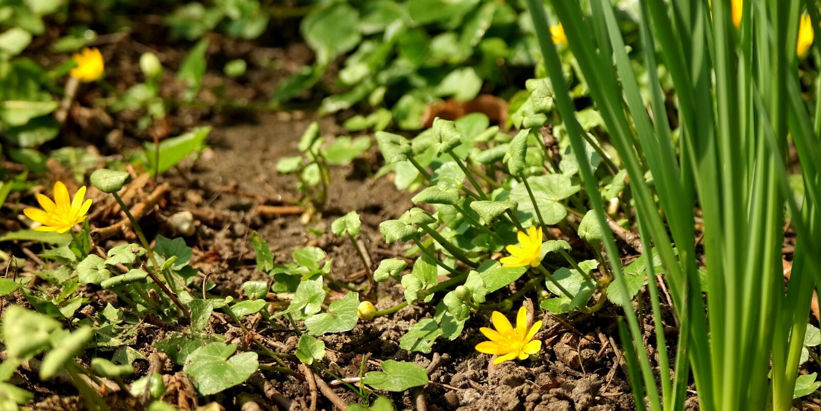 Samsung NX300M sample photo. Nature, flora, ground photography