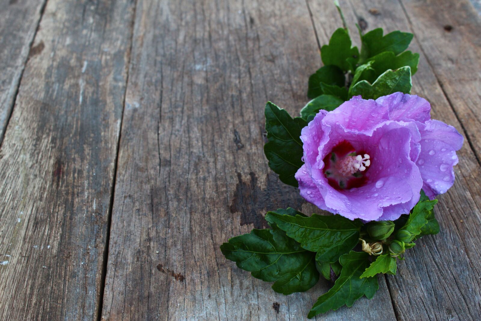 Canon EOS 1300D (EOS Rebel T6 / EOS Kiss X80) sample photo. Wood, flower, background photography