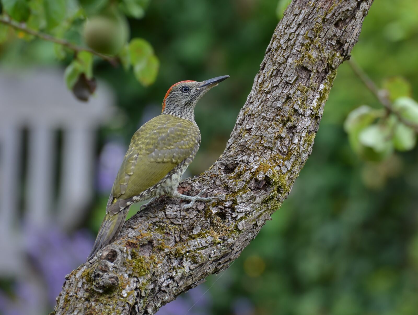 Nikon D5100 sample photo. Woodpecker, bird, juvenile photography