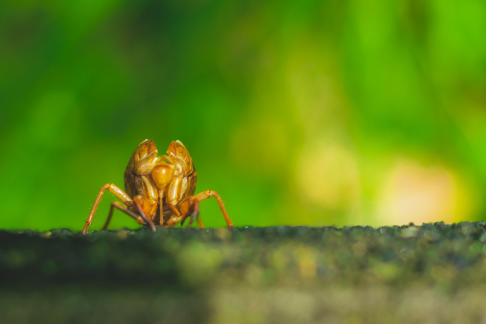 Canon EOS 80D + Canon EF 50mm F1.8 STM sample photo. Cicada, insect, natural photography