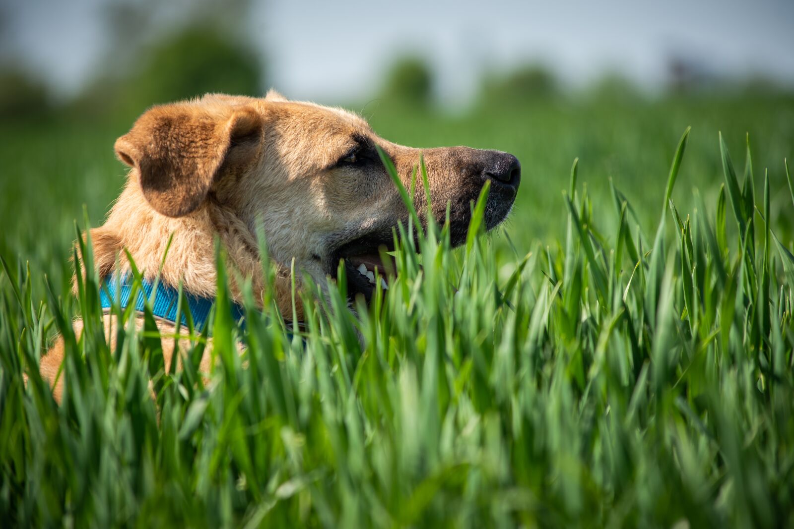 Nikon D7200 sample photo. Dog, meadow, dog portrait photography