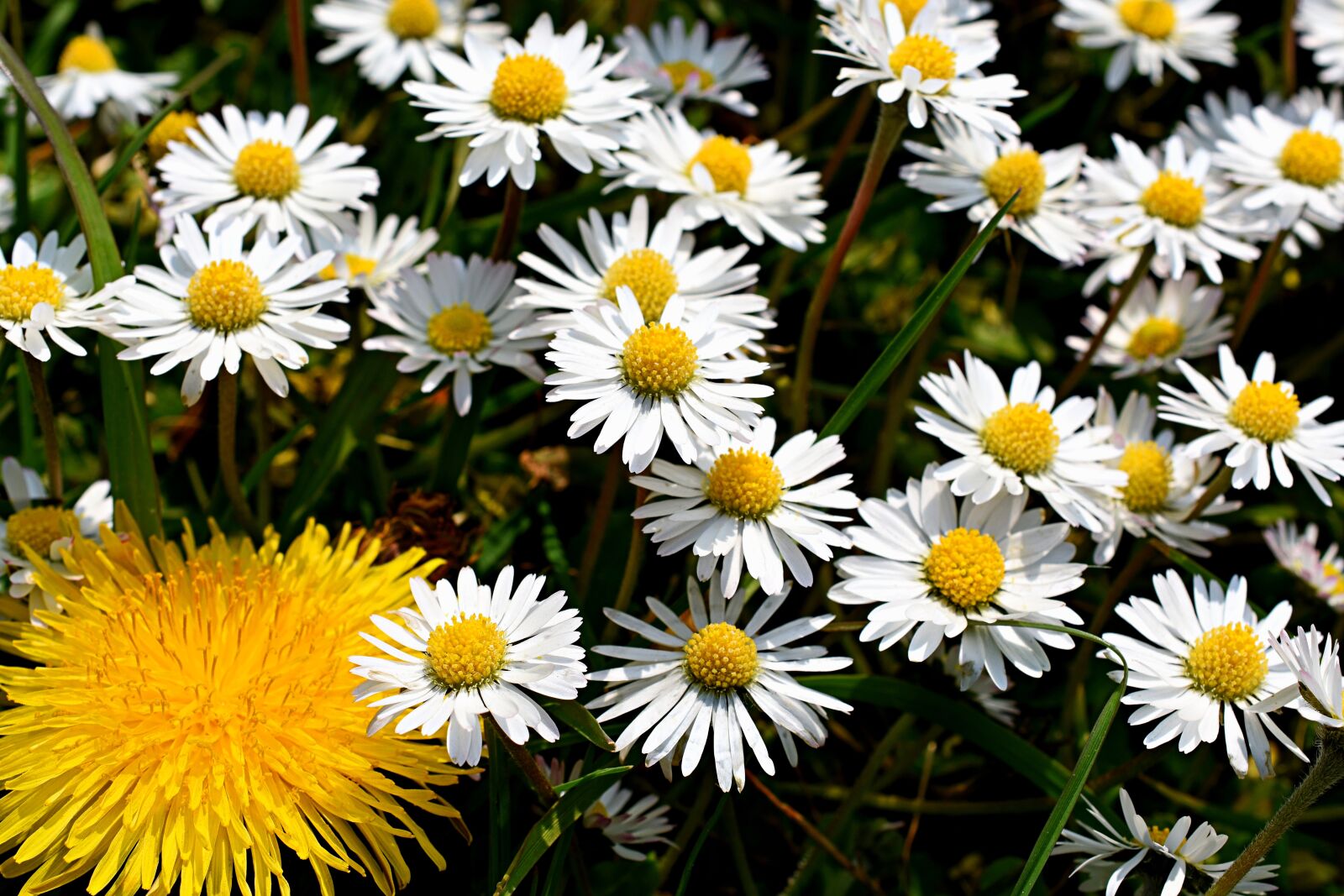 Nikon D3400 sample photo. Daisies, dandelions, dandelion photography