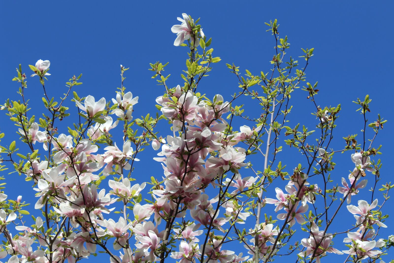 Canon EOS 1300D (EOS Rebel T6 / EOS Kiss X80) sample photo. Magnolia, spring, pink photography