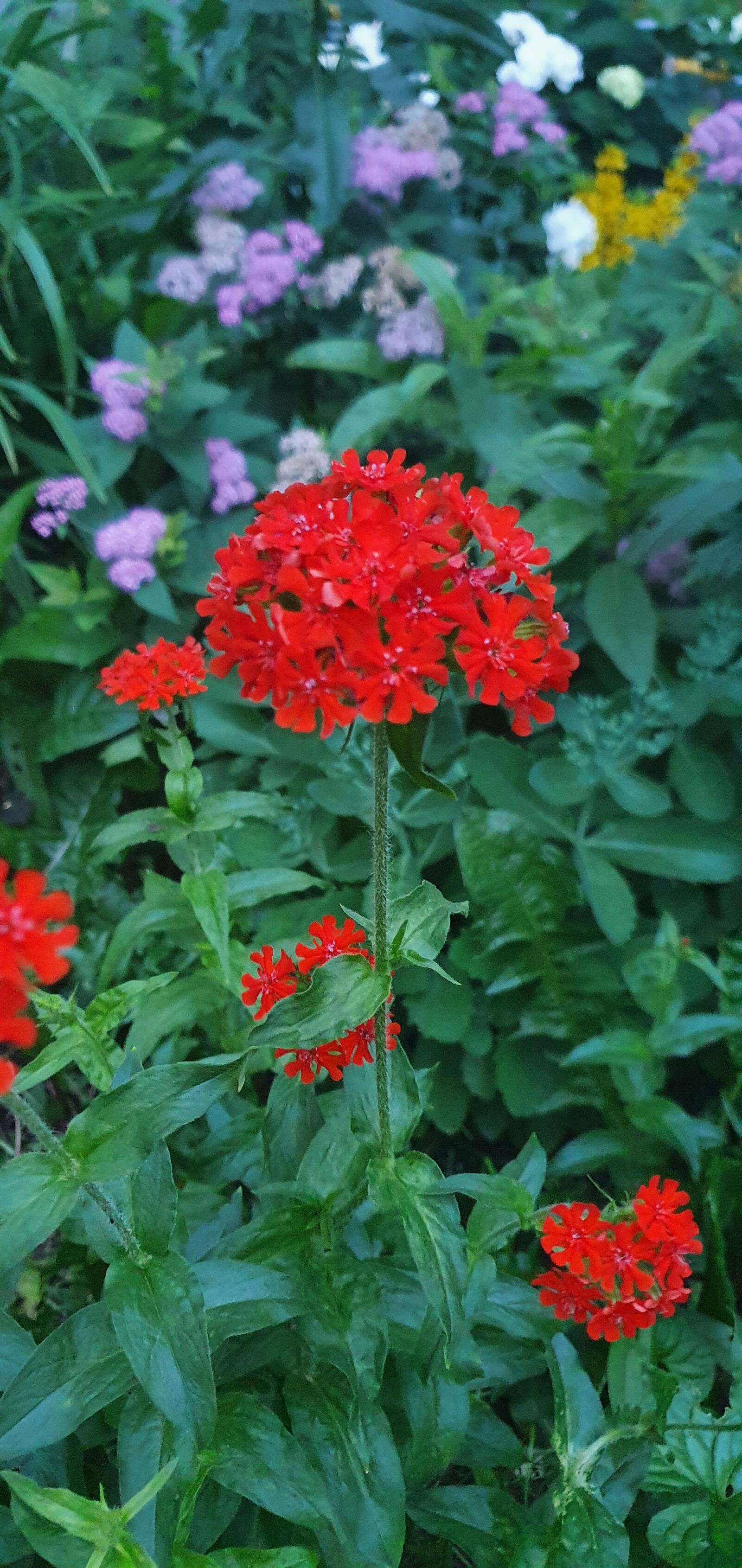 Samsung Galaxy S10 sample photo. Flowers, red, flower photography
