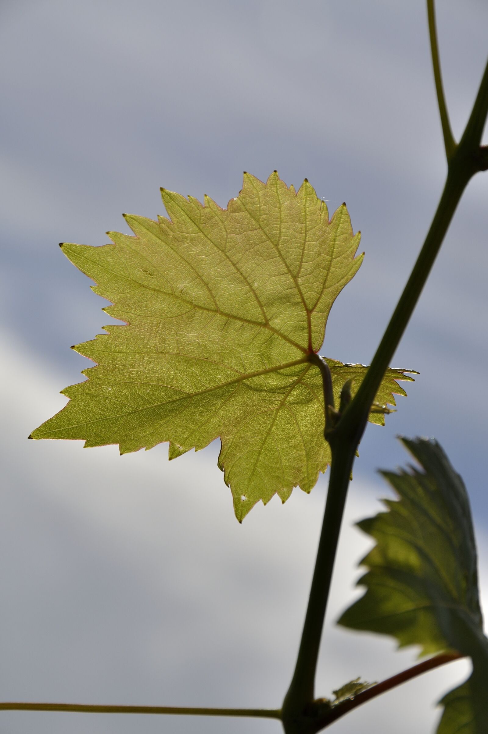 Nikon D90 sample photo. Autumn, autumn leaf, emerge photography