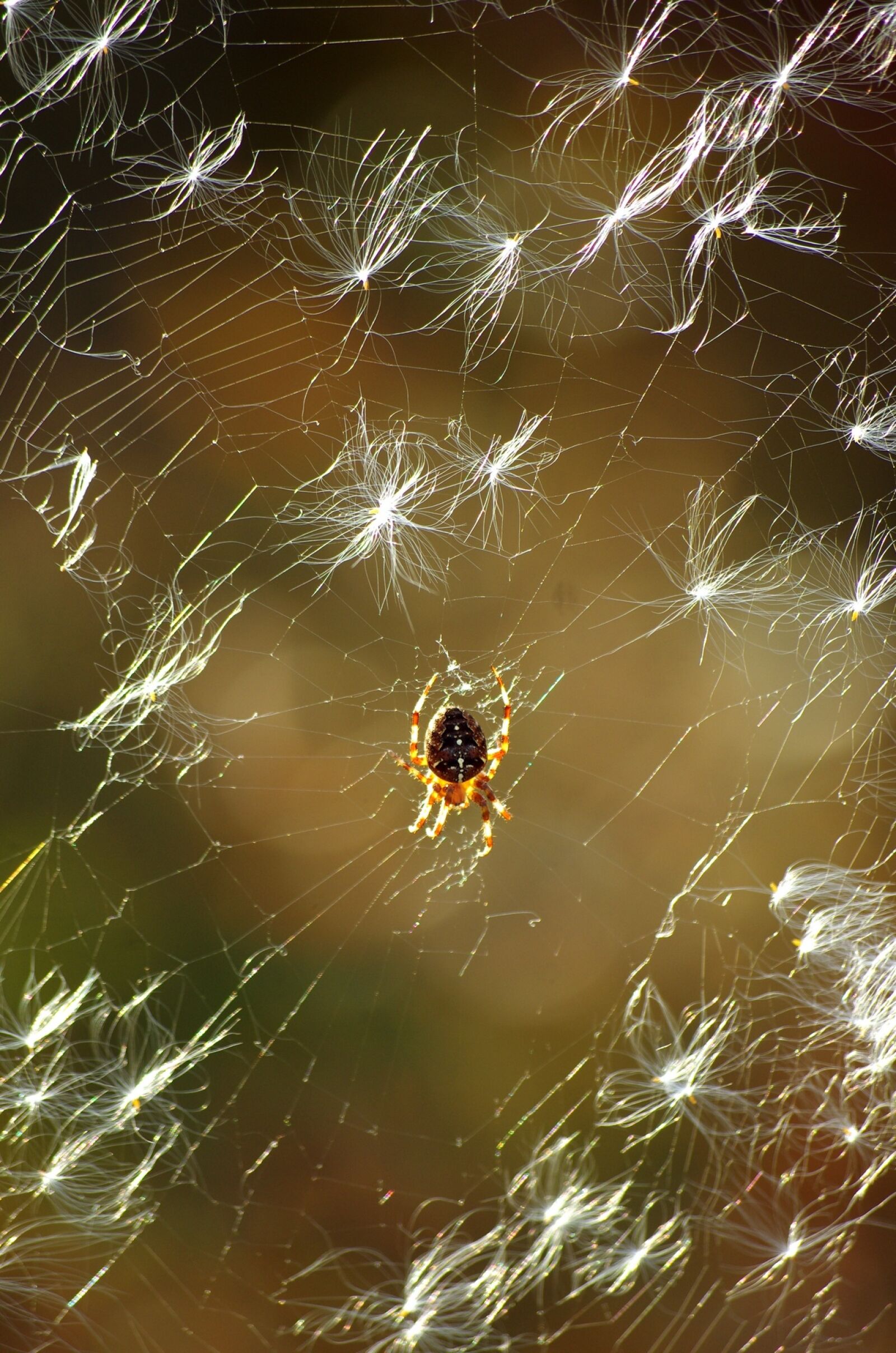 Pentax K-5 sample photo. Spider, spider web, insect photography