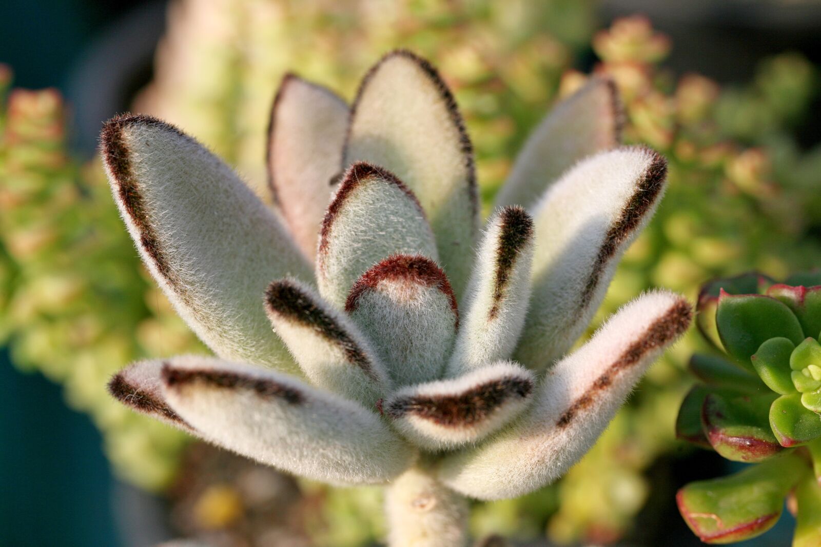Canon EOS 5D sample photo. A fleshy plant, fleshy photography