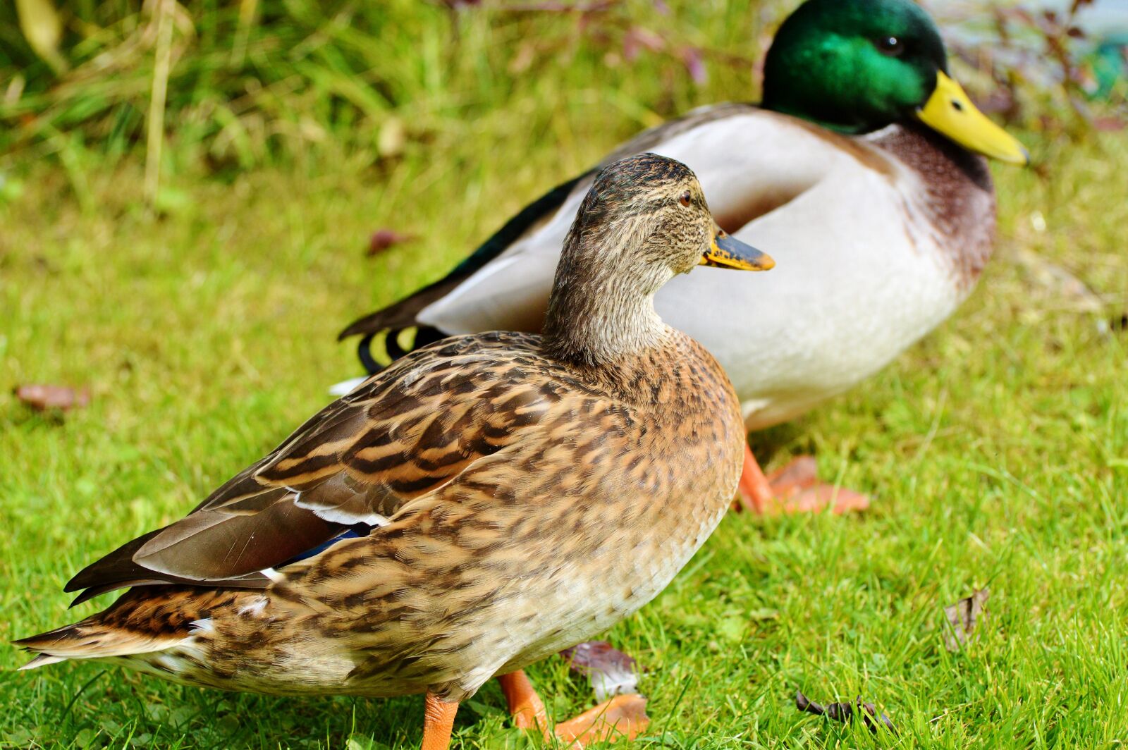 Nikon D3200 sample photo. Ducks, waterfowl, mallard photography