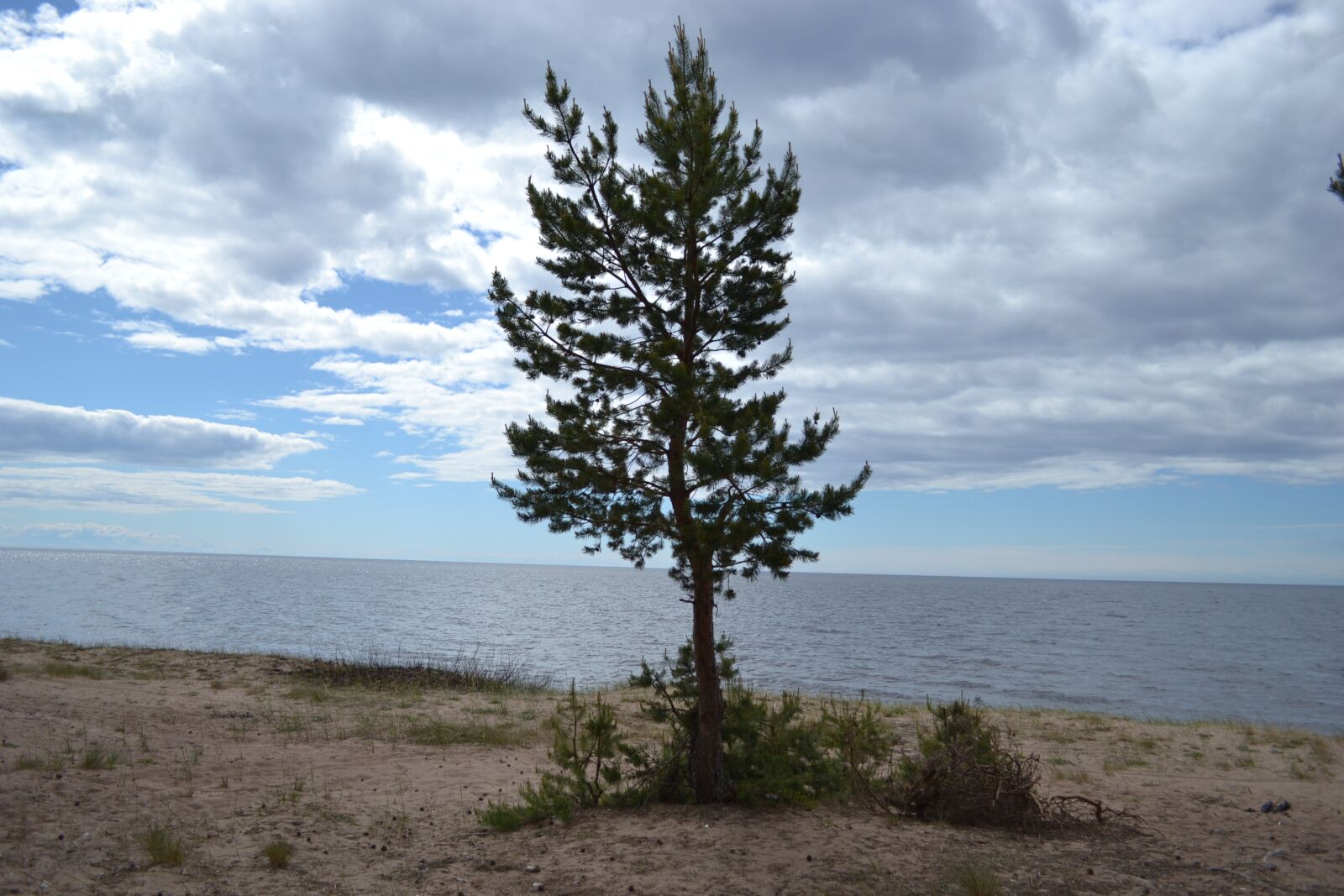 Nikon D3100 sample photo. Nature, trees, landscape photography