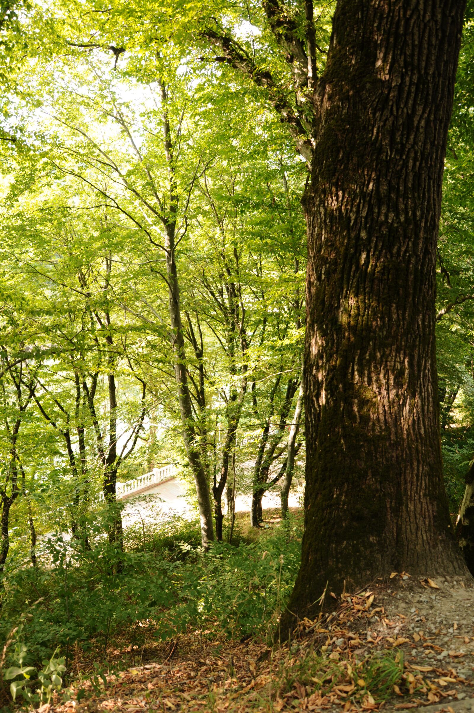Nikon D90 sample photo. лес, природа, пейзаж photography