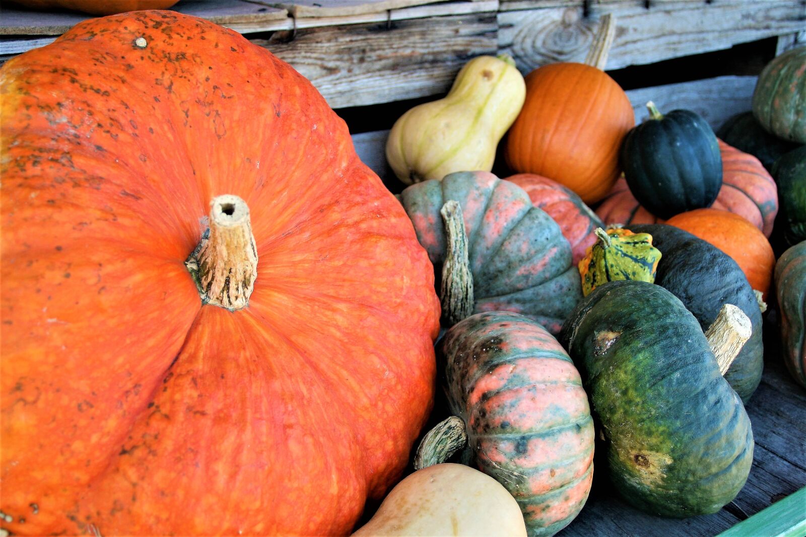 Canon EOS 400D (EOS Digital Rebel XTi / EOS Kiss Digital X) sample photo. Pumpkins, decorative, orange photography