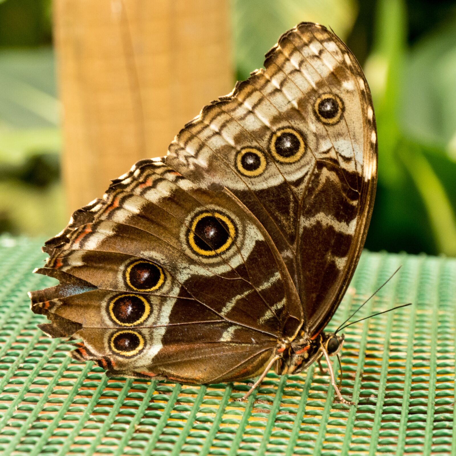 Panasonic DC-TZ200 sample photo. Butterfly, brown, wing photography