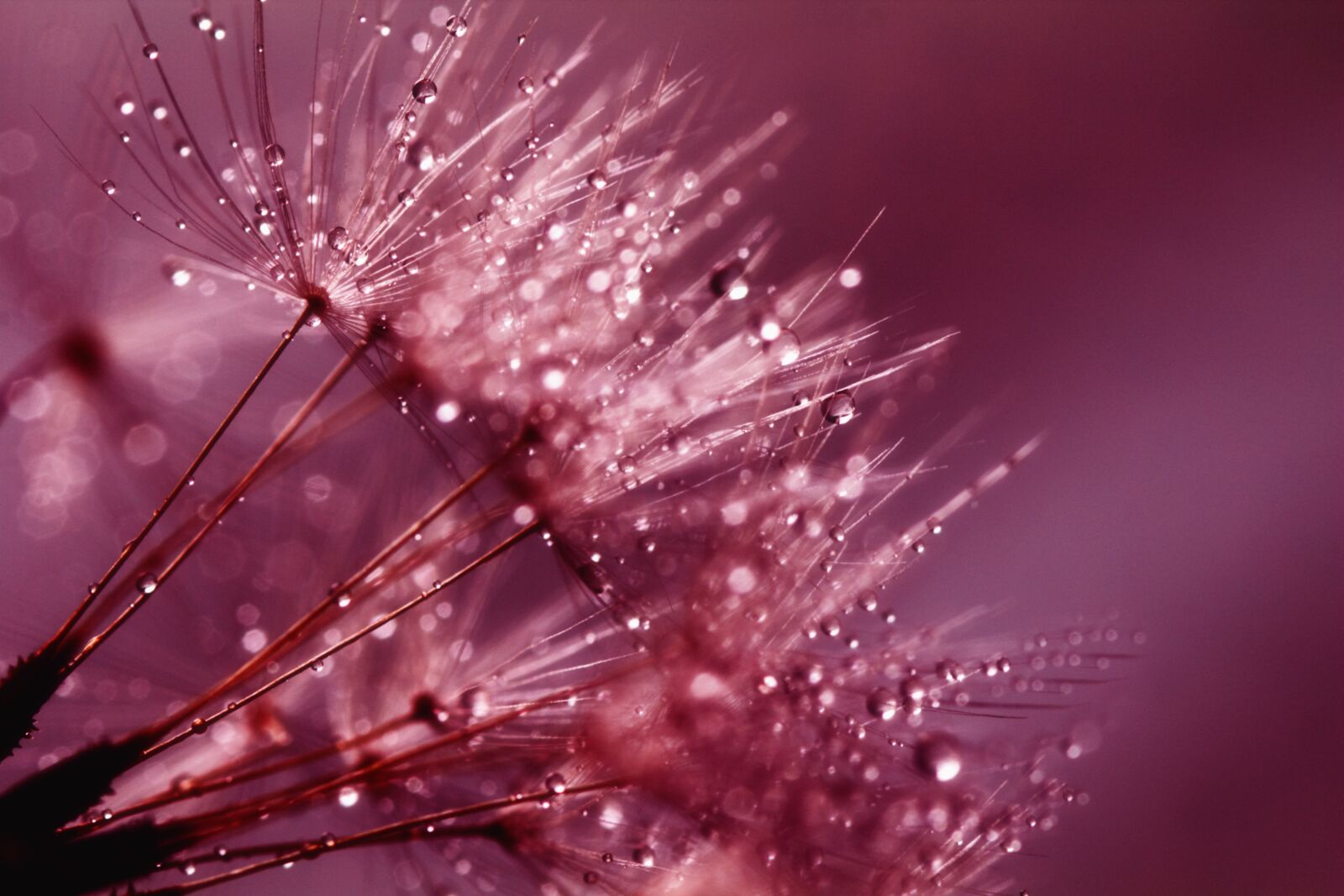 Canon EOS 550D (EOS Rebel T2i / EOS Kiss X4) sample photo. Blowball, blowballs, dandelion, dandelion photography