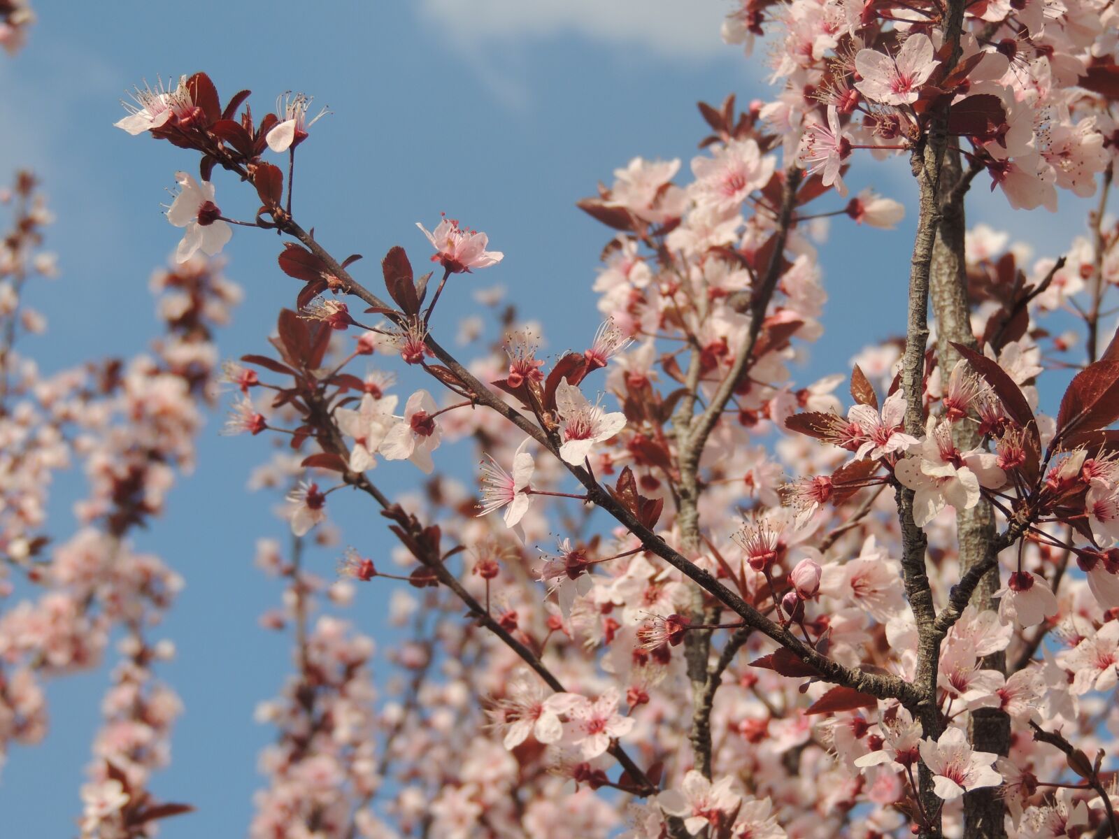 Nikon Coolpix P510 sample photo. Tree, cherry, branch photography