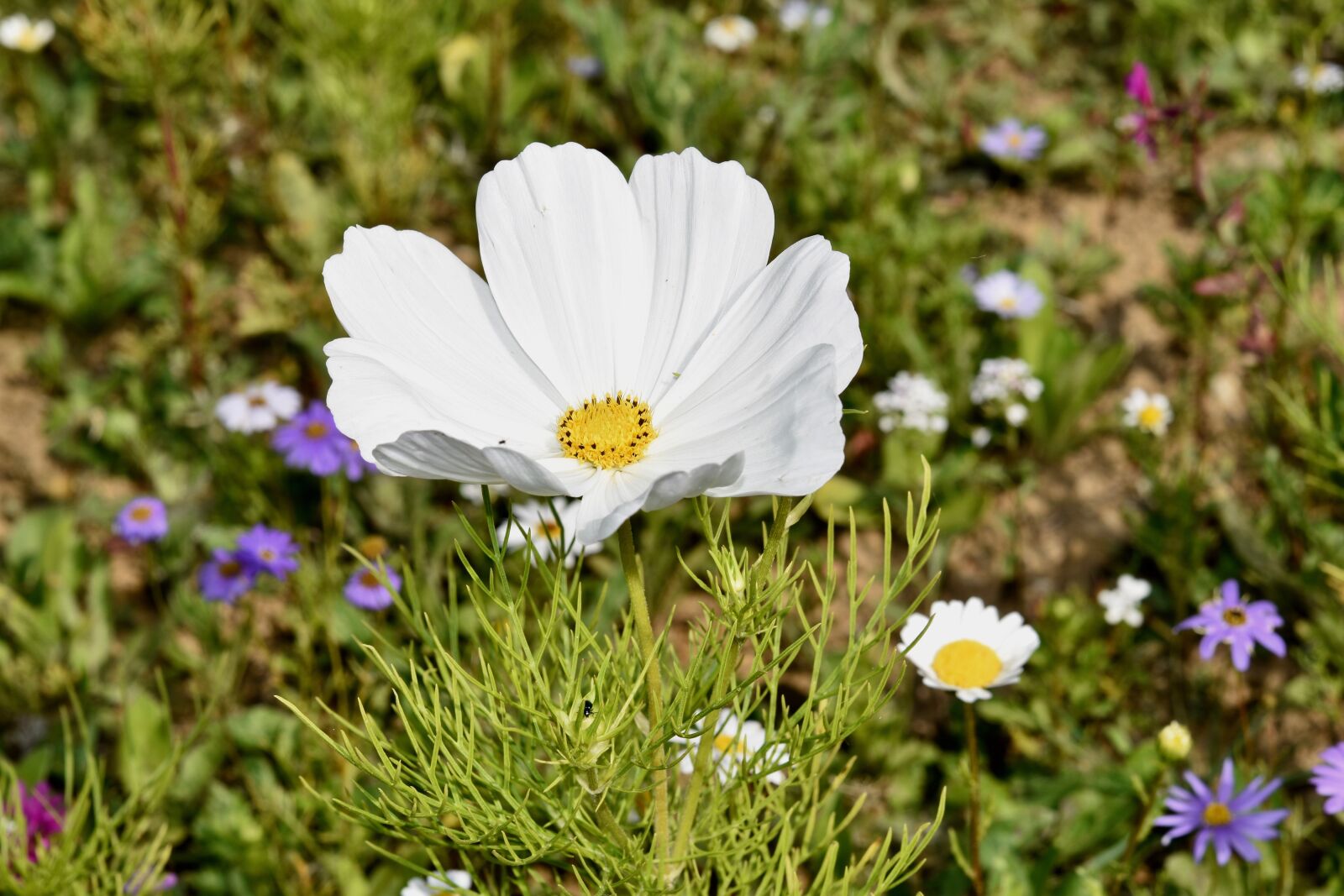 Nikon D5600 sample photo. Flower, flower cosmos, flower photography