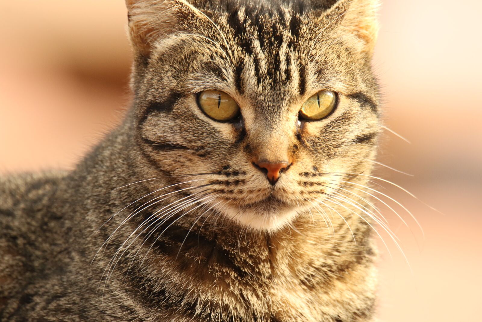 Canon EOS 7D Mark II sample photo. Animal, cat, close up photography