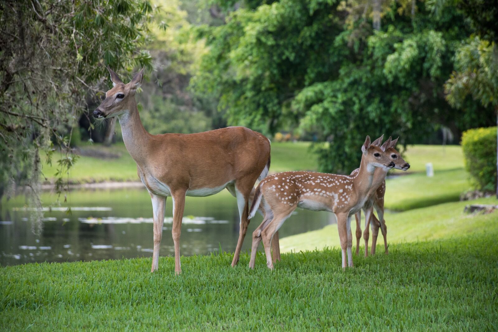 Nikon D7500 sample photo. Florida, deer, faun photography