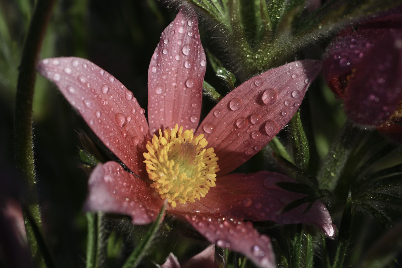Nikon D7200 sample photo. Flower, garden, dew photography