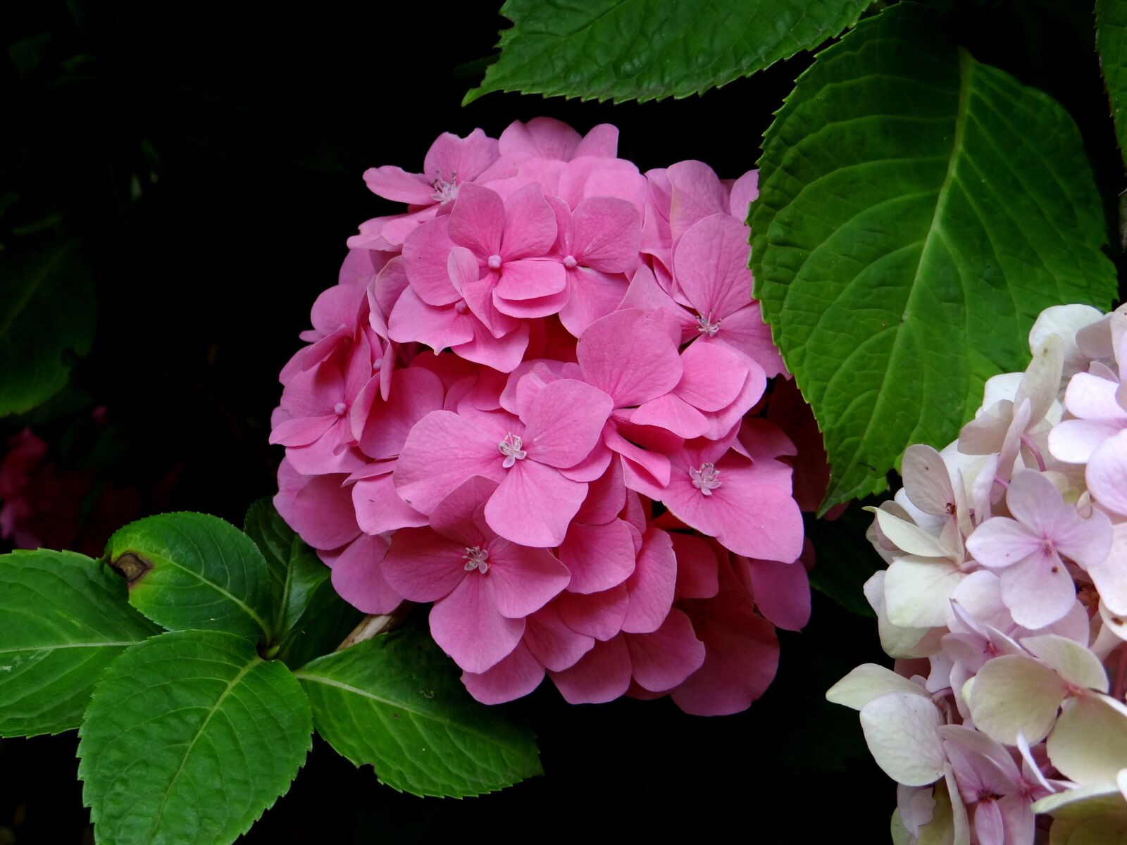 Sony Cyber-shot DSC-HX100V sample photo. Hydrangea, flower, pink photography