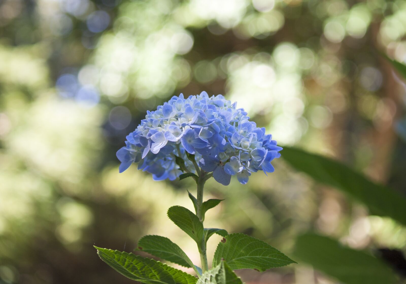 Canon EOS 350D (EOS Digital Rebel XT / EOS Kiss Digital N) sample photo. Blue flowers, nature, garden photography