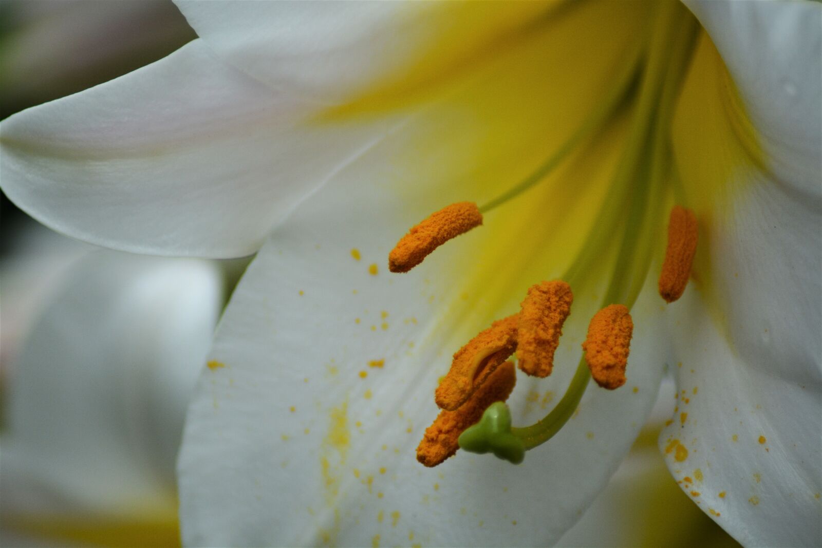 Nikon D7100 sample photo. Lily, white, flower photography