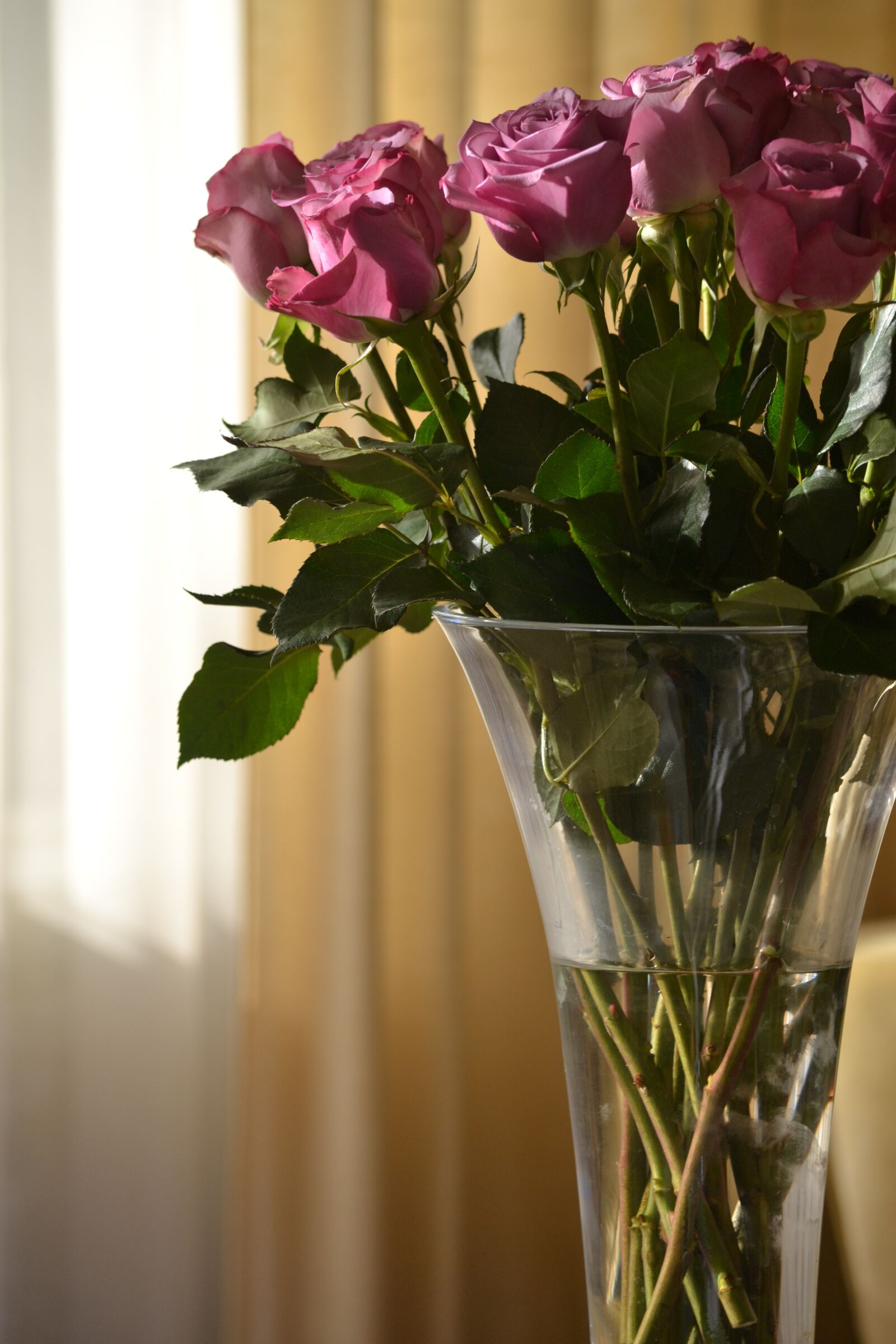 Nikon D3100 sample photo. Roses, flowers, nature photography