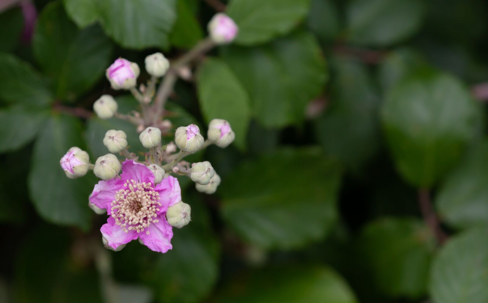 Canon EOS 5D Mark III sample photo. Bramble, blackberry blossom, blackberry photography
