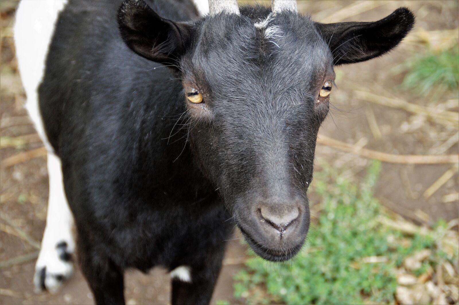 Sony SLT-A58 sample photo. Goat, pet, economic photography