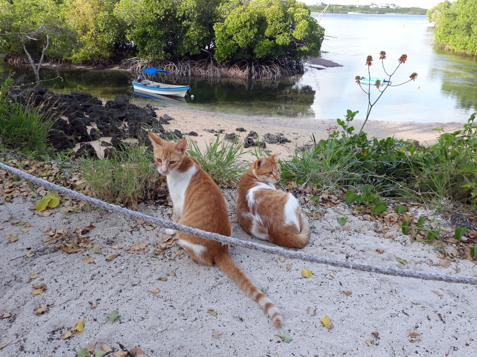 Samsung Galaxy J5 Prime sample photo. Cats' eye view, water's photography