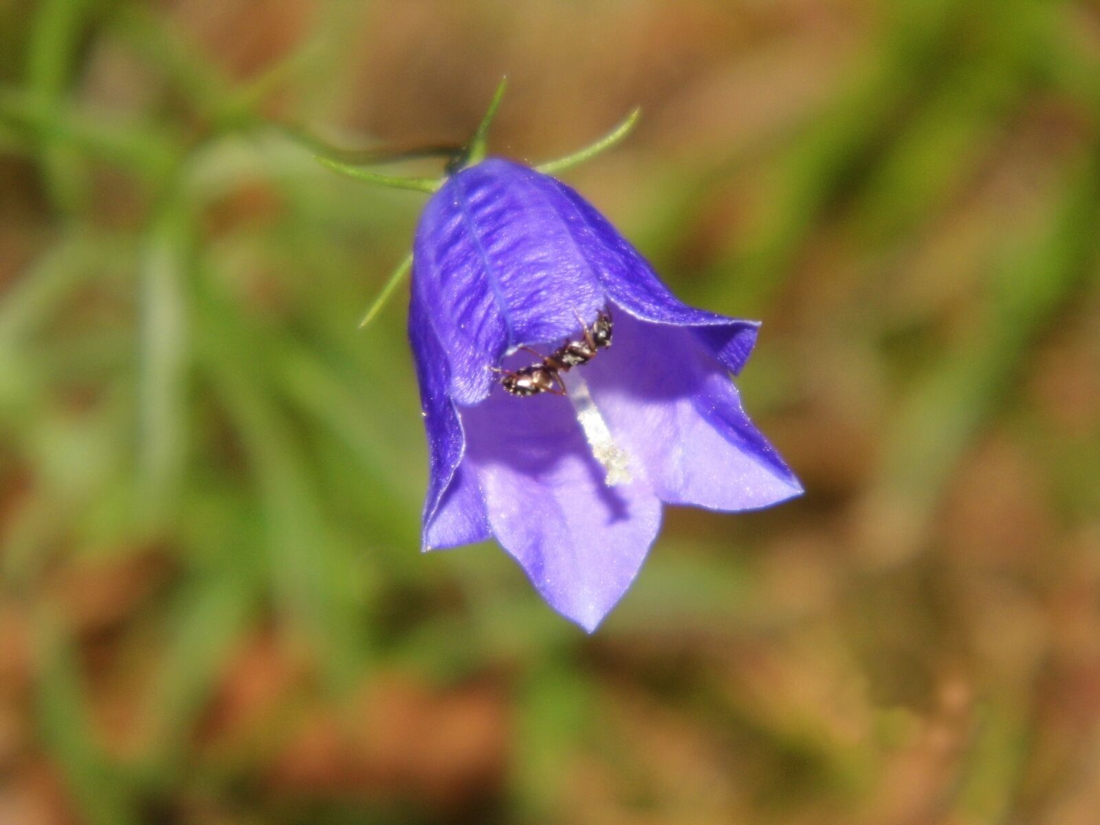 Benq GH600 sample photo. Bellflower, ant, flower photography