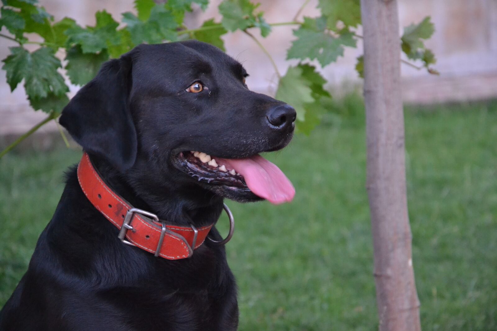 Nikon D3100 sample photo. Pet, animal, labrador photography