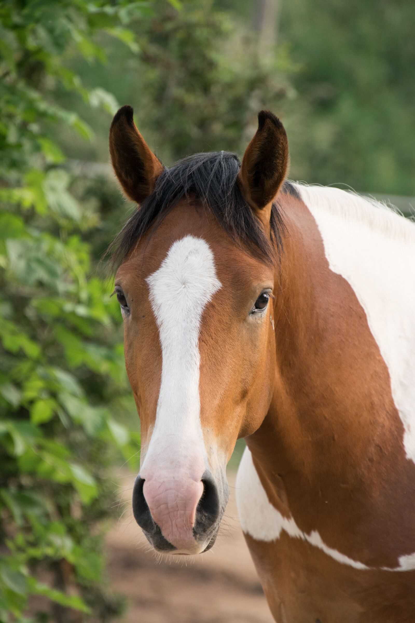 Nikon D3300 sample photo. Horse, animal, portrait photography