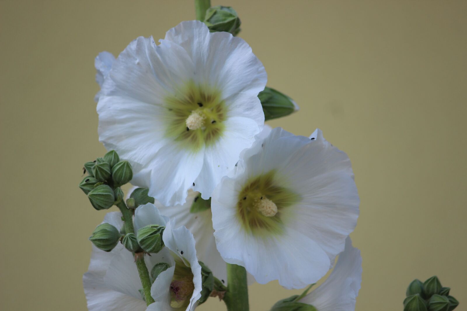 Canon EOS 600D (Rebel EOS T3i / EOS Kiss X5) sample photo. Stock rose, mallow, white photography