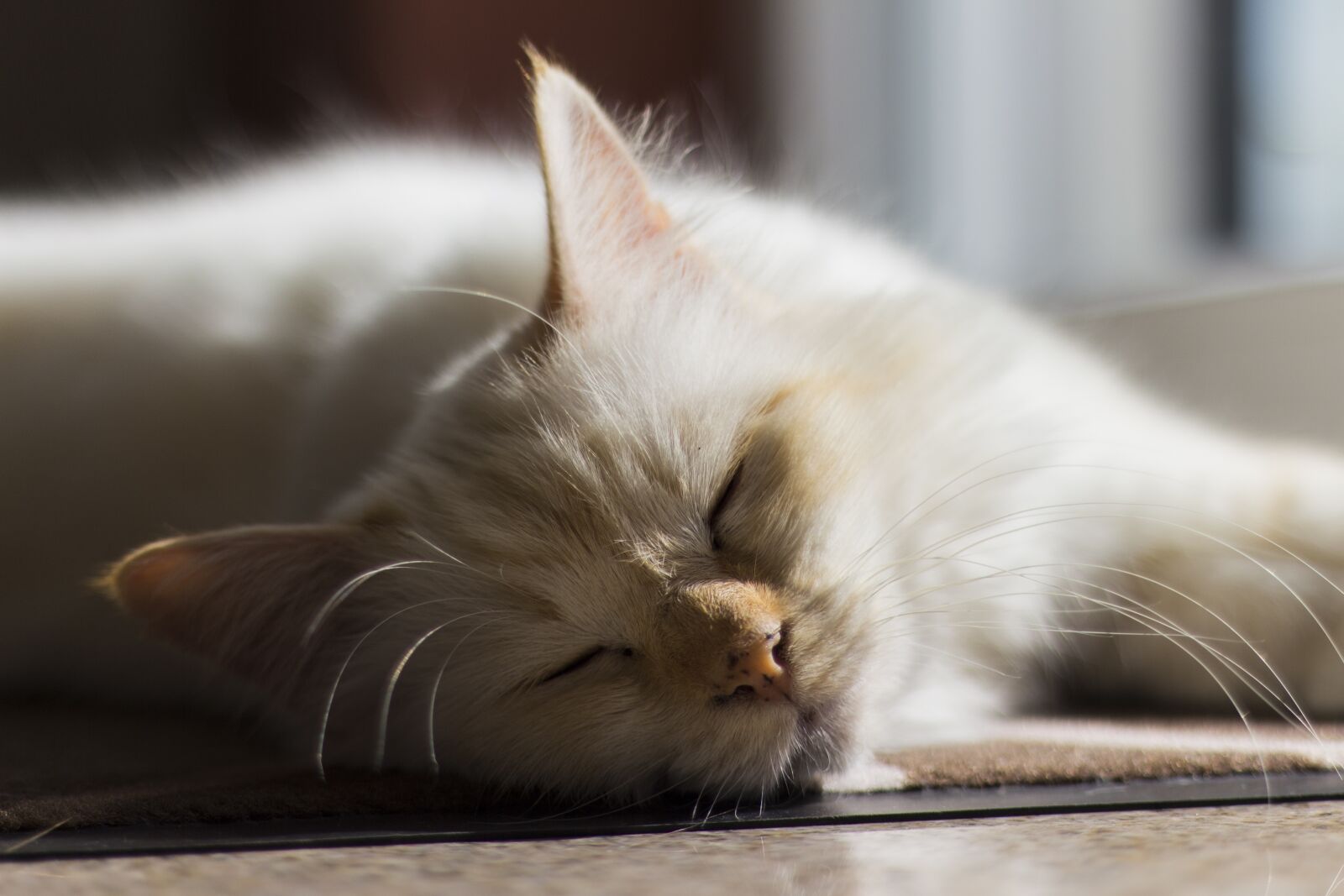 Canon EOS 700D (EOS Rebel T5i / EOS Kiss X7i) + Canon EF 50mm F1.8 II sample photo. Beautiful, cute, sweet photography