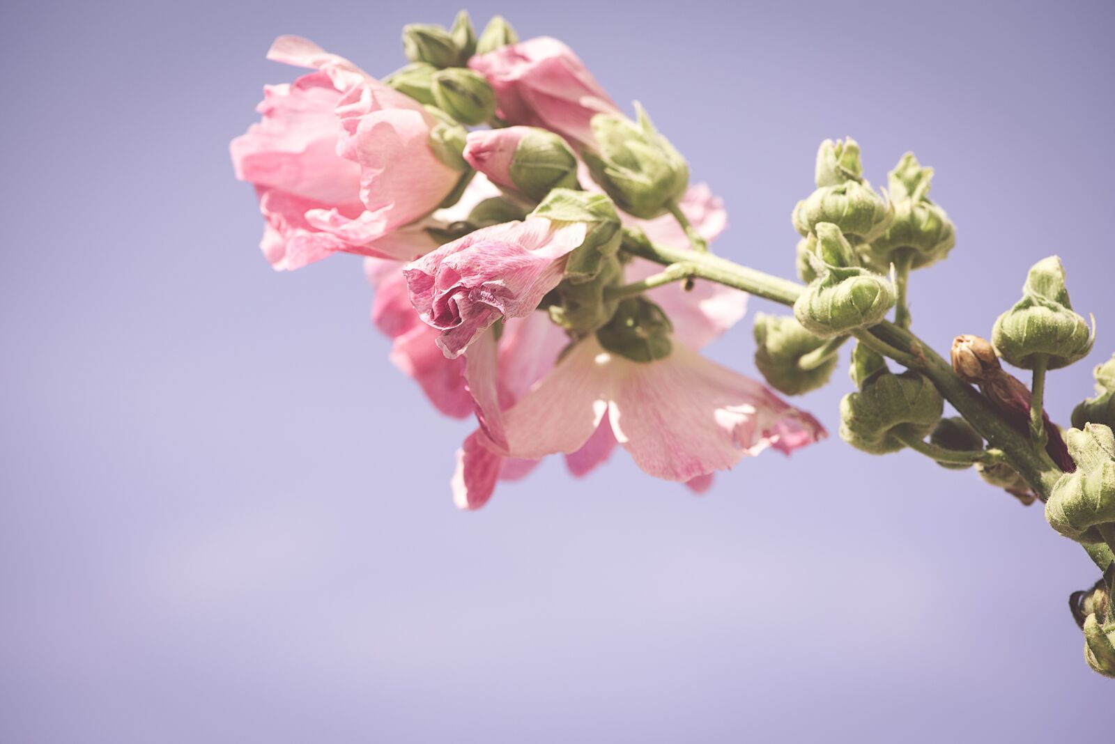Nikon D750 sample photo. Stock rose, pink, pink photography