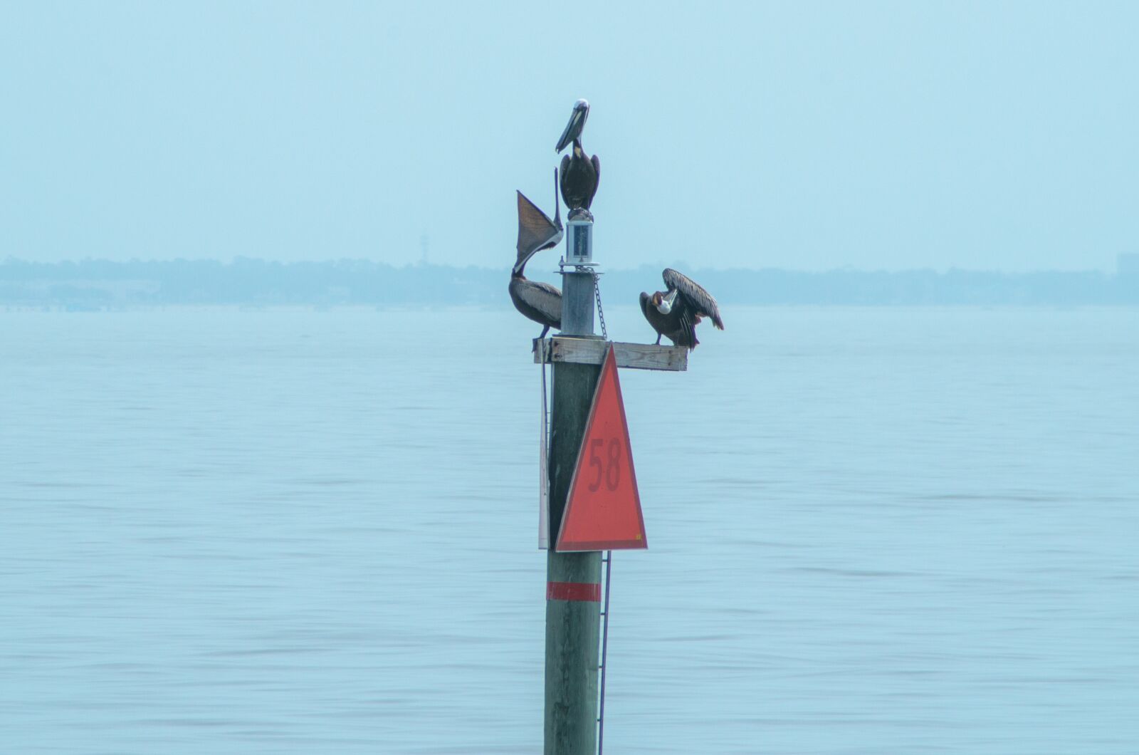 Nikon D7000 sample photo. Pelican, ocean, wildlife photography