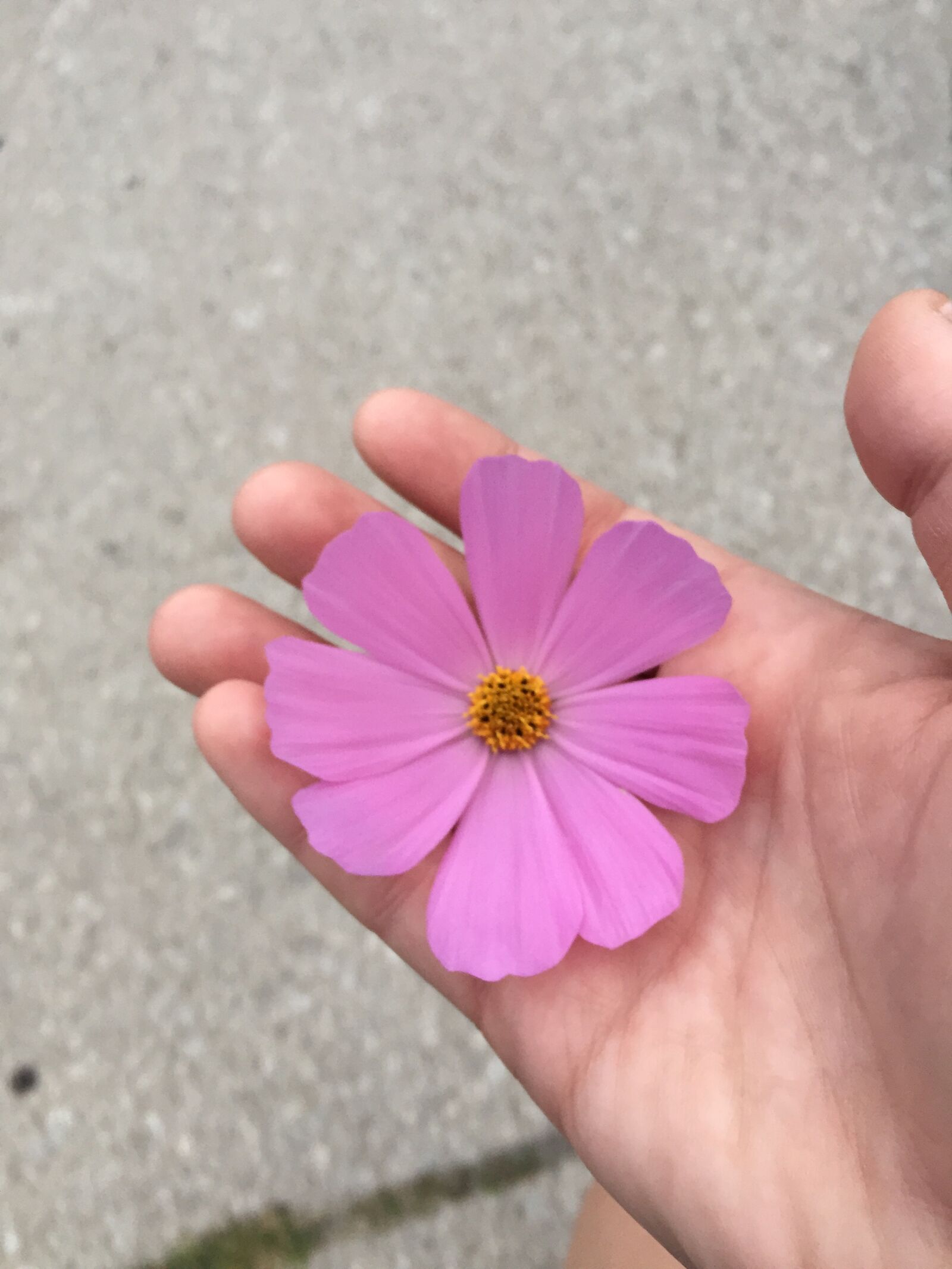 Apple iPhone 6 sample photo. Flower, hand, spring photography