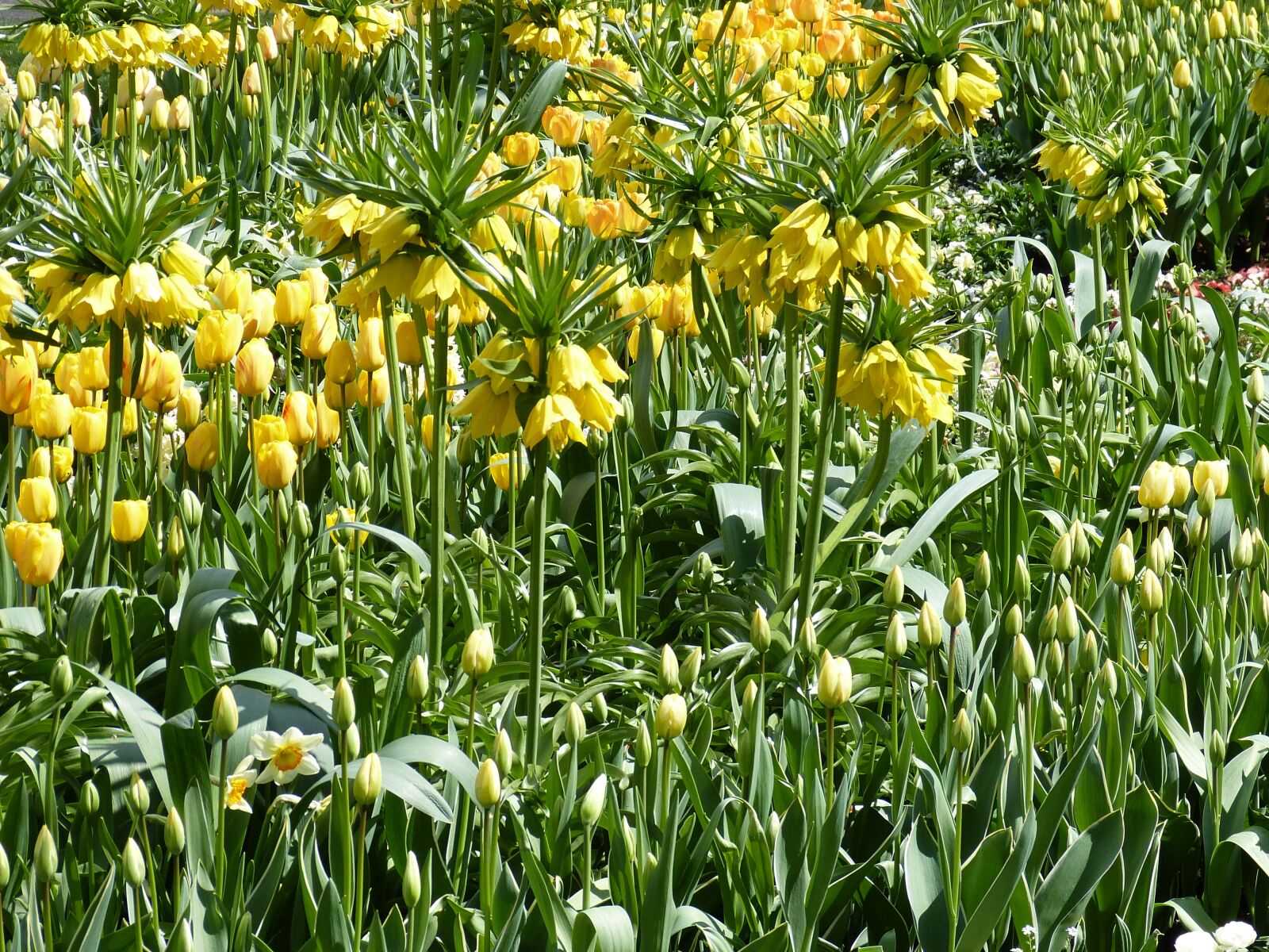 Panasonic Lumix DMC-FZ150 sample photo. Flowers, spring, park photography