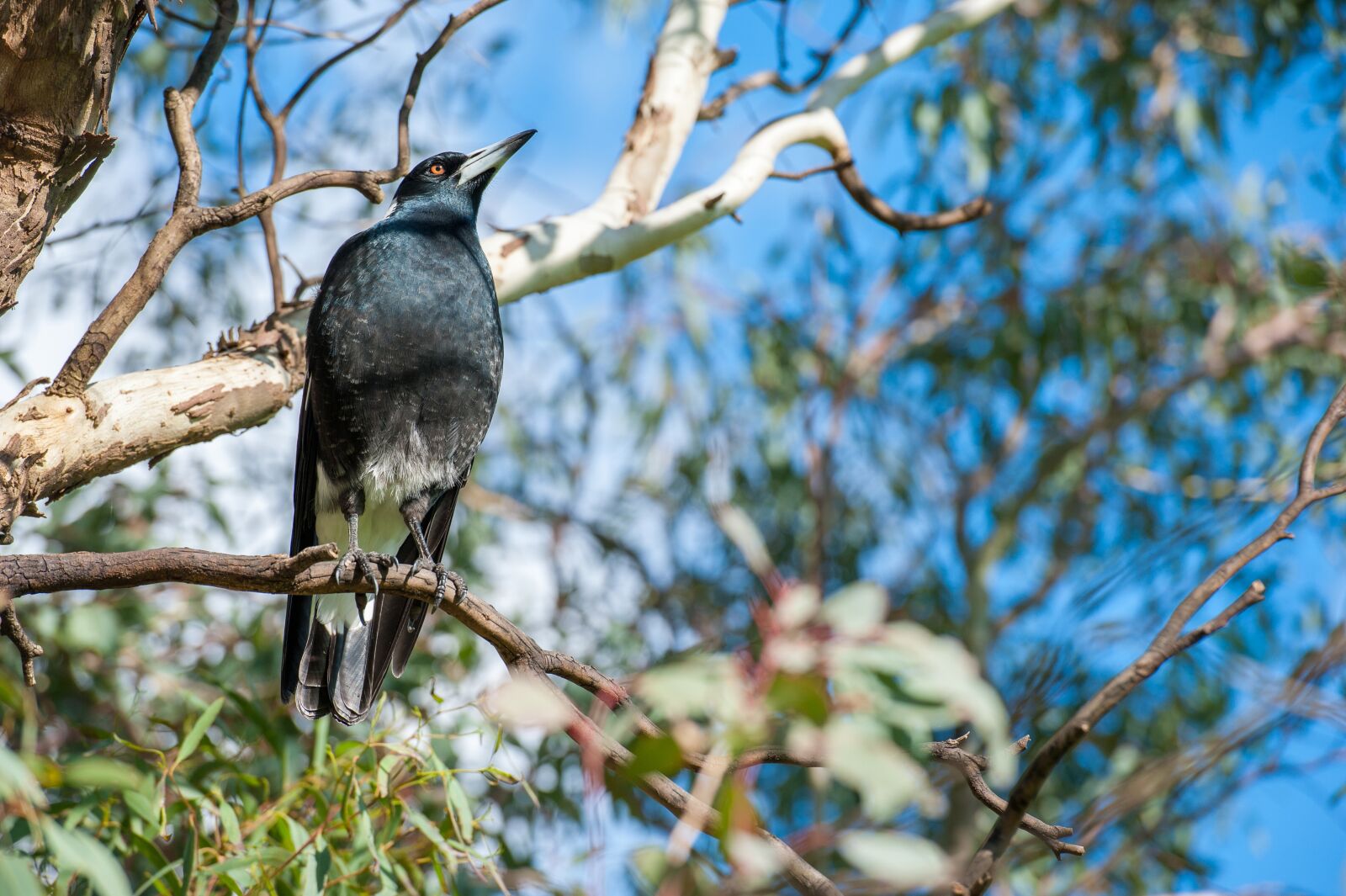 Nikon D700 sample photo. Magpie, bird, branch photography