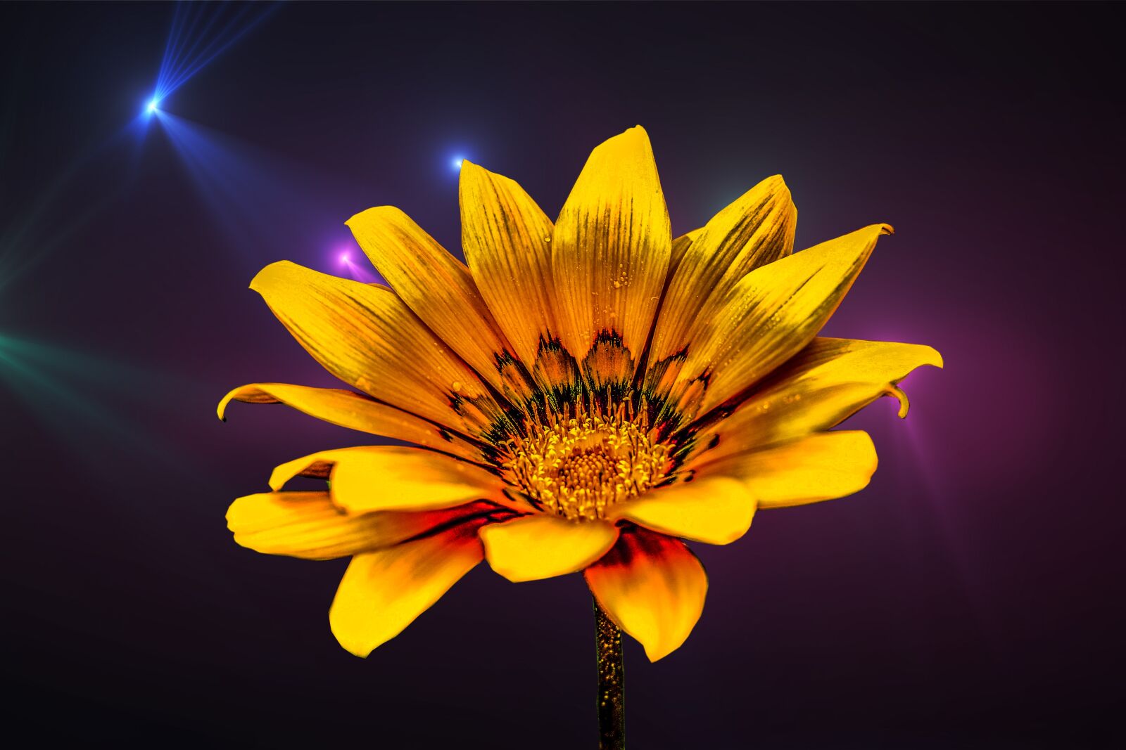 Nikon D3400 sample photo. Flower g rbel, yellow photography