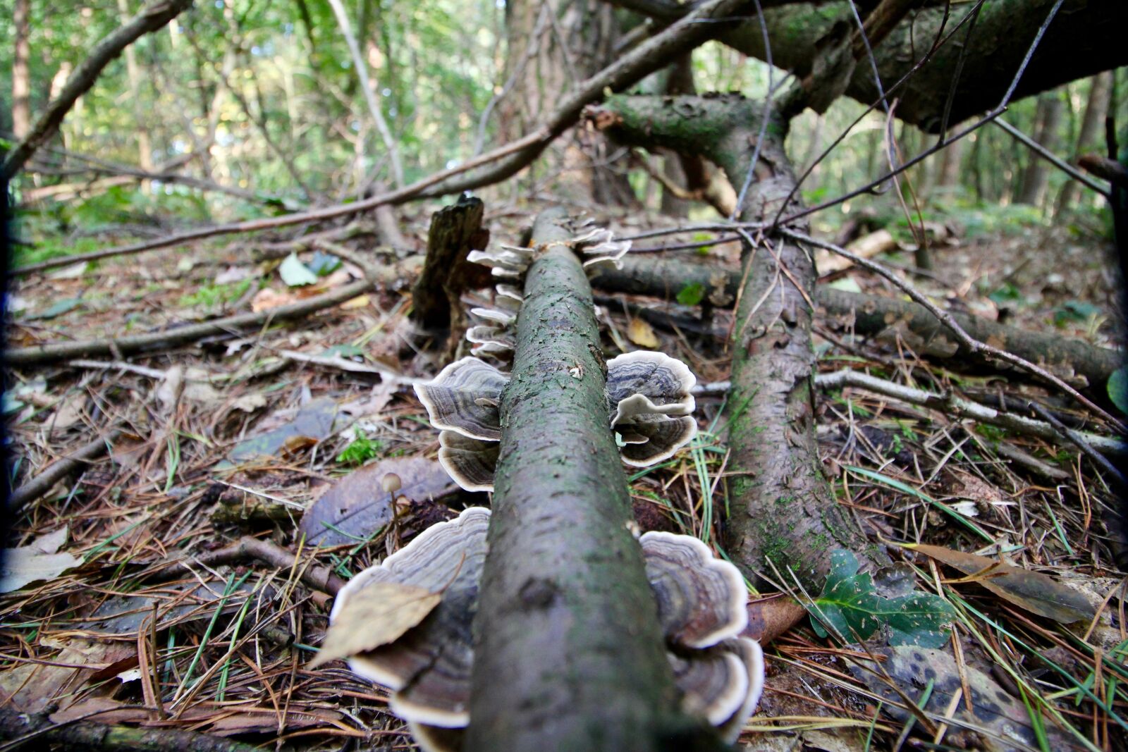 Canon EOS 60D sample photo. Mushroom, forest, autumn photography